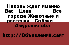 Николь ждет именно Вас › Цена ­ 25 000 - Все города Животные и растения » Собаки   . Амурская обл.